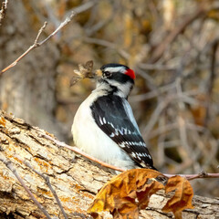 Obraz premium Downy woodpecker holding a captured insect in its beak