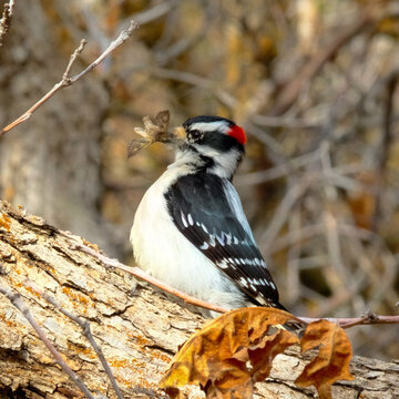 Downy woodpecker holding a captured insect in its beak