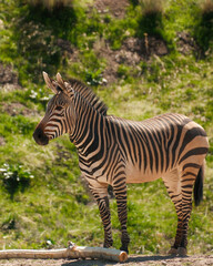 Plains zebra standing in a grassy zoo enclosure © Juan Oliveira