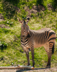 Plains zebra turning its head toward the camera © Juan Oliveira