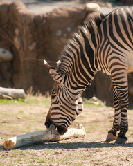 Plains zebra chewing on a wooden log © Juan Oliveira