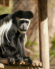 Mantled guereza colobus monkey staring directly at camera © Juan Oliveira