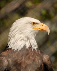 Bald eagle alert profile portrait © Juan Oliveira
