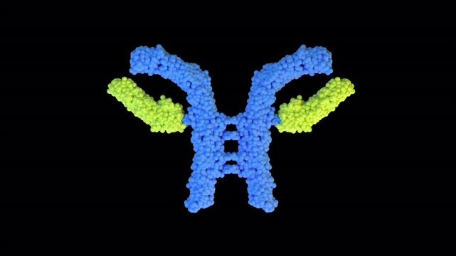 Immunoglobulin G IgG Antibody Endless Rotation 3D Animation