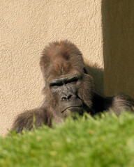 Adult gorilla face partially hidden behind grass © Juan Oliveira
