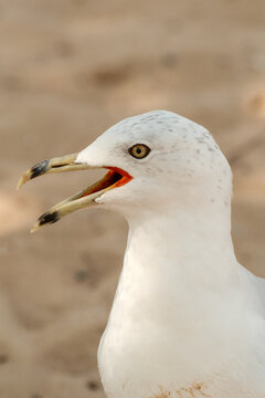Ring-billed gull squawking loudly
