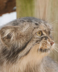 Pallas's cat close-up profile portrait © Juan Oliveira