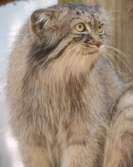 Pallas's cat round face front portrait © Juan Oliveira