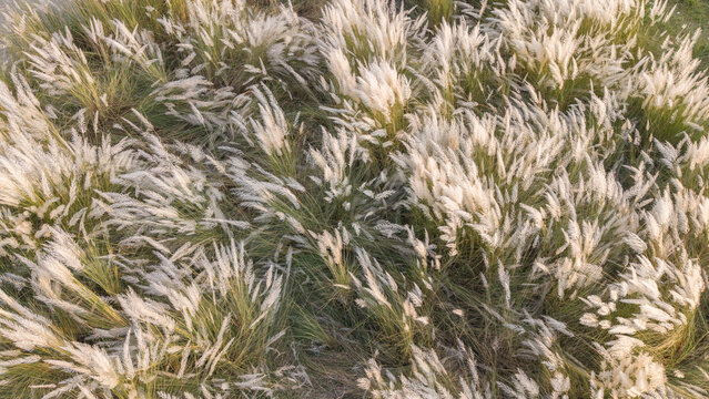 Closeup of beautiful feathery pampas grass plumes swaying in the wind, creating a soft and natural textured background in a sunny meadow