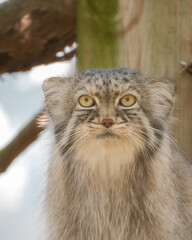 Pallas's cat staring directly at the camera © Juan Oliveira