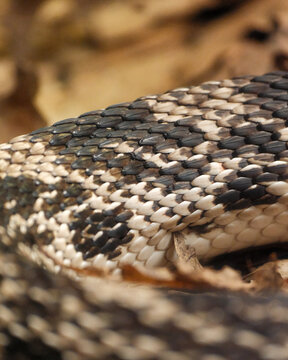 Close-up of mottled snake scales