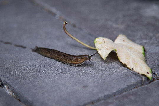 Garden slug crawling on concrete tile, and leaving wet footprint. Poltava, Ukraine.