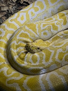Yellow and white python coiled in close up