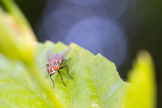 View of a housefly resting on a vibrant green leaf with a soft blurred background in Cairo, Cairo Governorate, Egypt.