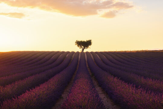 View of the Lavandes Angelvin lavender field with a lone tree under a warm sunset sky in Valensole, Provence-Alpes-Cote d'Azur, France.