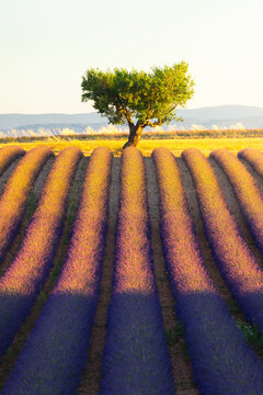 View of the Lavandes Angelvin lavender fields with rows of purple flowers and a solitary tree under golden light in Valensole, Provence-Alpes-Cote d'Azur, France.