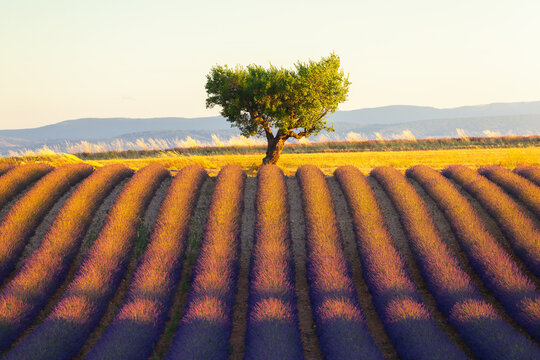 View of Lavandes Angelvin with rows of blooming lavender fields and a lone tree under warm golden hour light in Valensole, Provence-Alpes-Cote d'Azur, France.