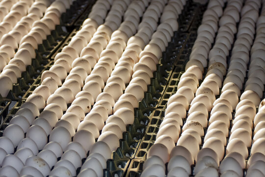 View of rows of white eggs neatly arranged in plastic trays at a layer poultry farm in Multan City, Punjab, Pakistan.