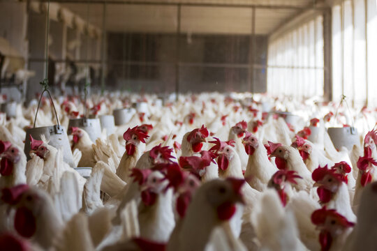 View of a large-scale layer poultry farm with numerous white chickens in a commercial egg production facility in Multan City, Punjab, Pakistan.