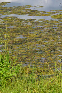 Fresh green algae blooming on the surface of the local pond.