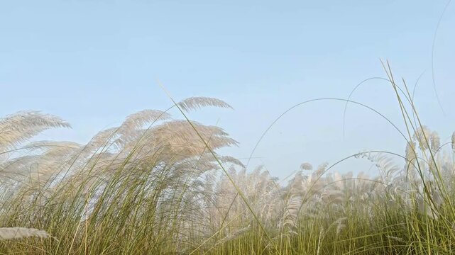 Kash phool swaying in the wind against a clear blue sky for Durga