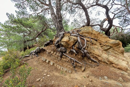 View of a pine tree with exposed roots growing over a large layered rock formation in the natural landscape of Adatepe, Canakkale, Turkey.