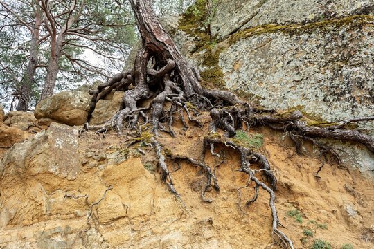 View of the exposed roots of a pine tree clinging to a rocky cliff face with mossy stones and sandy soil in Adatepe, Canakkale, Turkey.