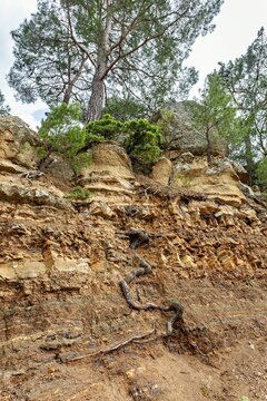 View of a rocky cliff face with exposed tree roots and pine trees growing from layered sedimentary rock formations in Adatepe, Canakkale, Turkey.