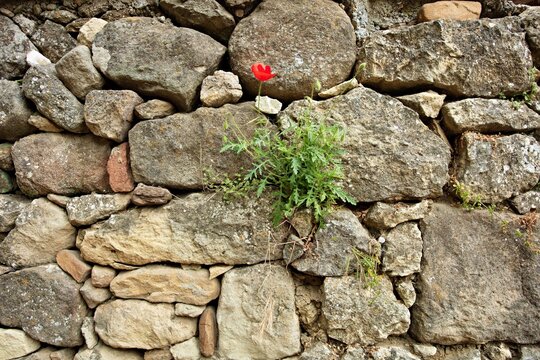 View of a vibrant red poppy flower growing from the crevices of an ancient stone wall, Adatepe, Canakkale, Turkey.