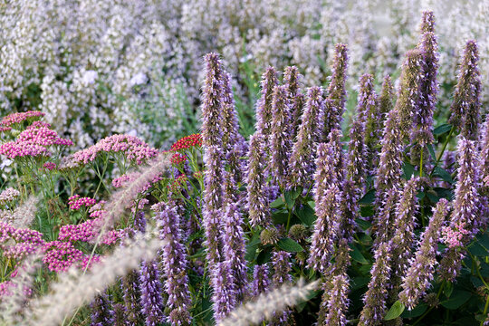 bee friendly garden with variety of flowering plants including purple agastache and pink yarrow flowers
