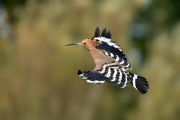 Eurasian hoopoe (Upupa epops) in flight. Green background. © Albert