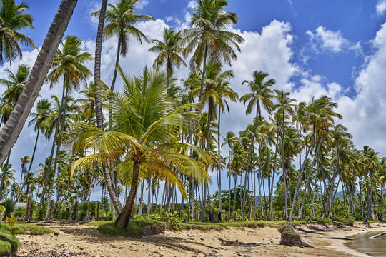 View of tall palm trees lining a sandy beach under a bright blue sky with fluffy white clouds in Santo Domingo, Distrito Nacional, Dominican Republic.
