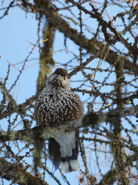 Spotted nutcracker on a branch near Pontresina in the Swiss Alps