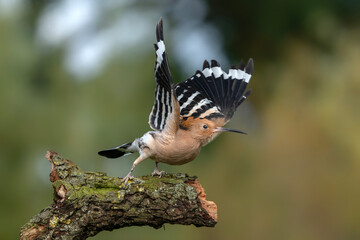 Eurasian hoopoe (Upupa epops) taking off from a branch. Green background.          © Albert