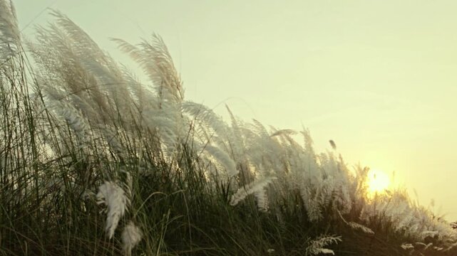 Durga Puja festive white kash flowers swaying in the wind during a