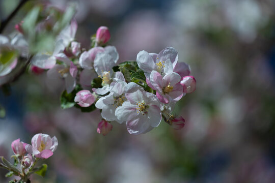 Close-up of pink and white apple blossom flowers on a spring tree branch with soft bokeh