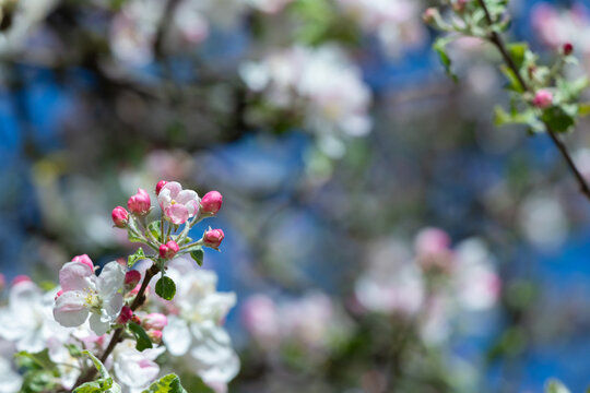 A close-up of apple blossoms and buds on a branch with soft bokeh and bright spring sky.