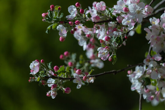 Soft pink and white apple blossoms and buds on a branch against a blurred green background.