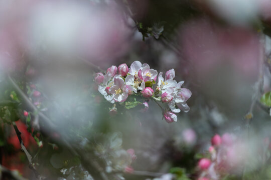 Soft pink apple blossoms bloom on a branch in spring with dreamy blurred bokeh foreground.