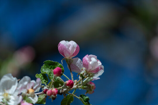 Delicate pink and white apple blossom flowers and buds in spring with vivid blue bokeh background.