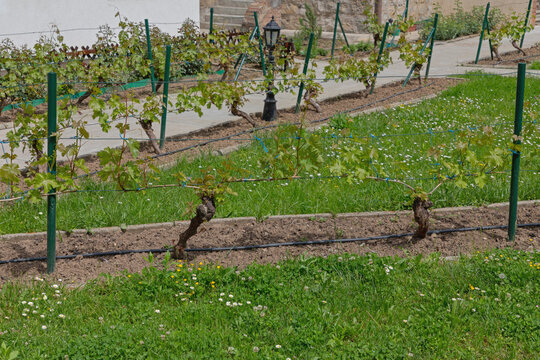 Small Vineyard Garden With Grapevines Cultivated on Trellis System Sunny Spring Day