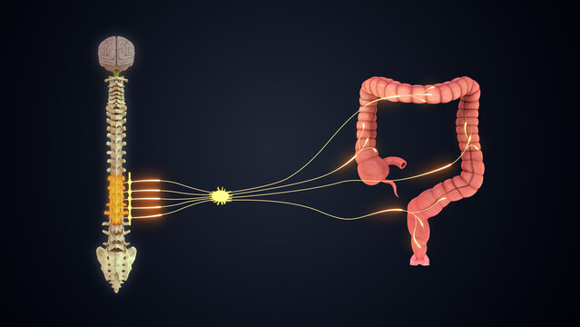 T10 - L2 The sympathetic nerve pathway to the large intestine 3d illustration