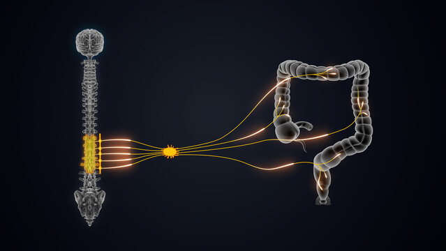 T10 - L2 The sympathetic nerve pathway to the large intestine 3d illustration