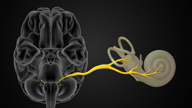 Vestibulocochlear nerve (8th cranial nerve) connected to cochlea
