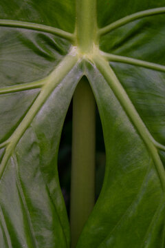 View of a close-up of a large green leaf showing its intricate vein structure and central stem attachment in Vietnam.