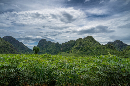 View of a lush cassava field with green karst mountains in the background under a cloudy sky in Vietnam.