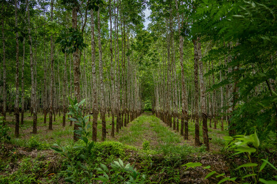 View of a rubber tree plantation with rows of tall trees and green foliage in Vietnam.