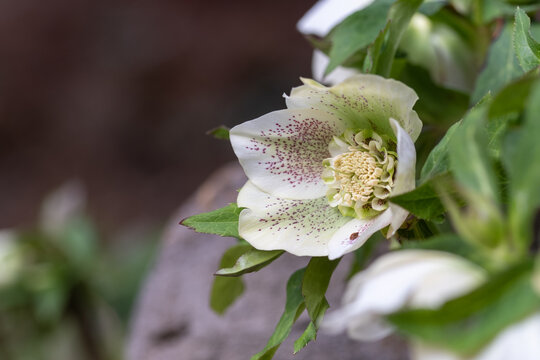 White double hellebore flower blooming beautifully with green leaves in spring garden