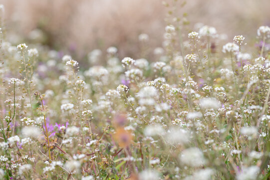 Wild shepherd's purse flowers blooming in spring field with soft blurred natural background