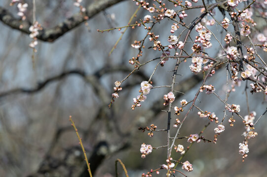 Weeping plum blossoms and delicate buds blooming on branches in early spring garden